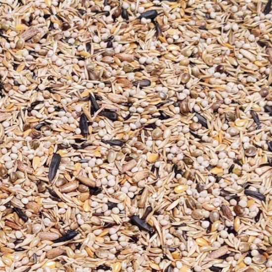 - CARDUELIS Excellent-174515